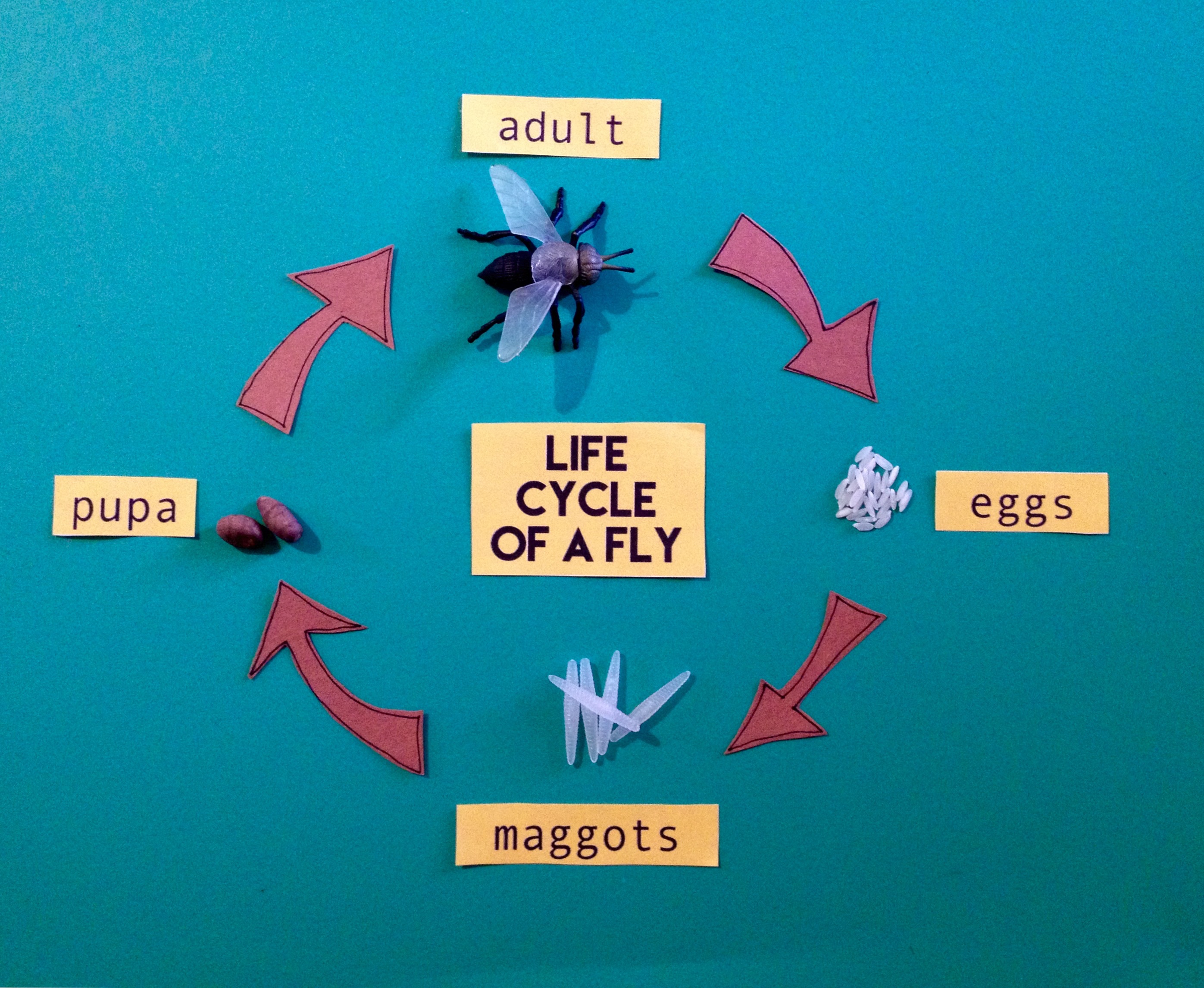 Life Cycle Of A House Fly Diagram